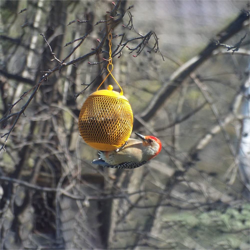 Outdoor Hanging Orange Blue Metal Mesh Ball Bird Feeder For Bird Seed Set Of 2